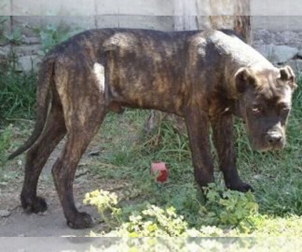 Medium Photo #1 Gran Mastin de Borinquen (Puerto Rican Mastiff) Dog Breed