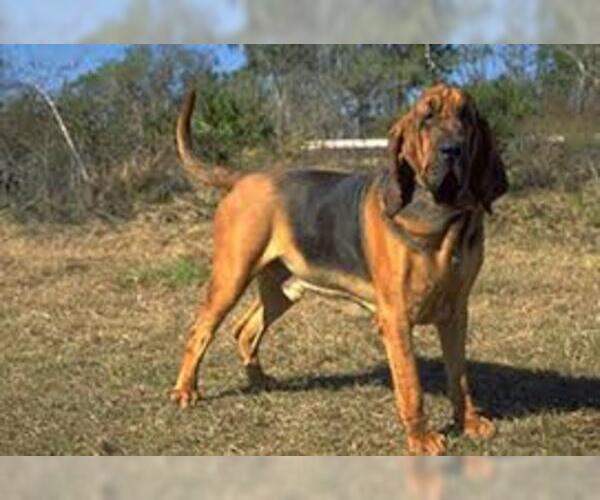 Medium Photo #7 Bloodhound Dog Breed