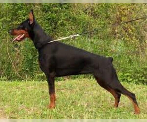 Medium Photo #2 American Rat Pinscher Dog Breed