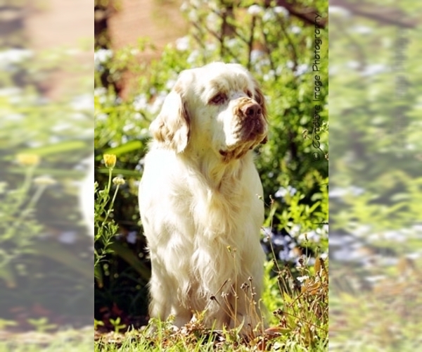 Image of Clumber Spaniel Breed