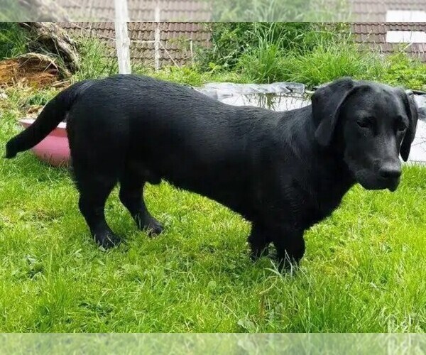 Medium Photo #1 Dachsador Dog Breed