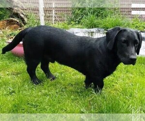 Samll image of Dachsador