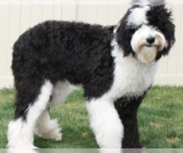 mini sheepadoodle rescue