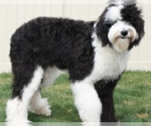 Image of Sheepadoodle breed