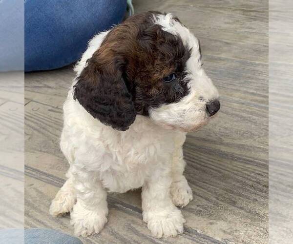 Image of Bernedoodle (Miniature) Breed