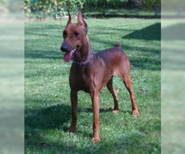 German Pinscher Dog Breed Image