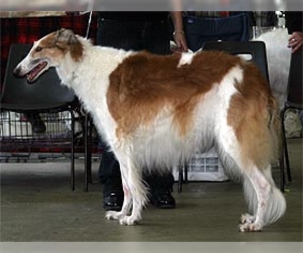 Medium Photo #1 South Russian Steppe Hound (Steppe Borzoi) Dog Breed