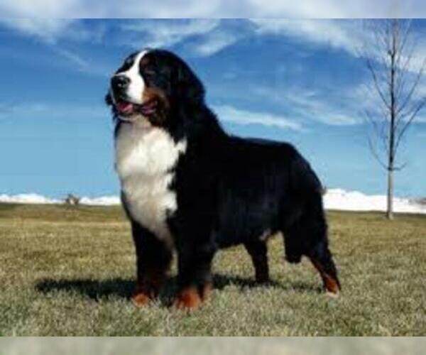 Medium Photo #8 Bernese Mountain Dog Dog Breed