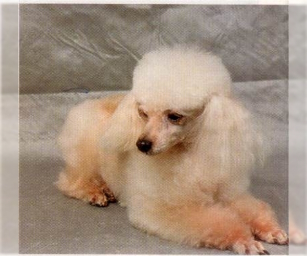 Image (Poodle (Toy))