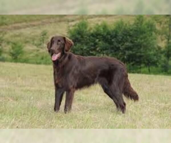 Medium Photo #4 Flat Coated Retriever Dog Breed