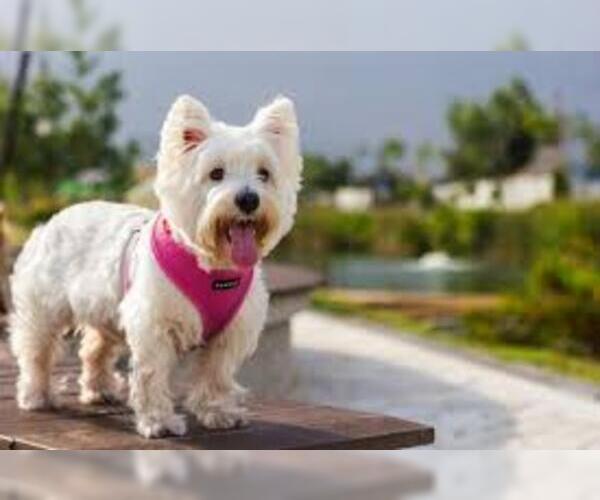 Medium Photo #2 West Highland White Terrier Dog Breed