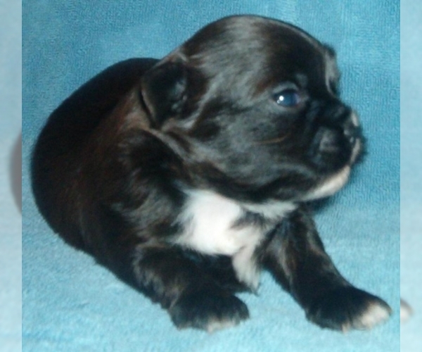 Image of Shorkie Tzu Breed