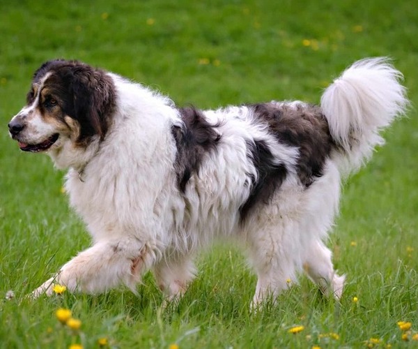 Medium Photo #1 Tornjak Dog Breed