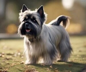 Image of Scotinese breed