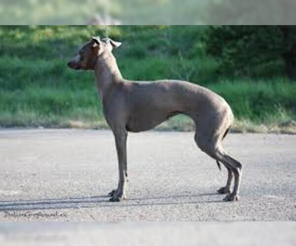 Medium Photo #2 Italian Greyhound Dog Breed