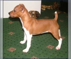 Image of Plummer Terrier breed