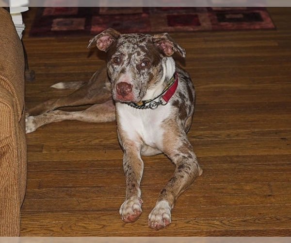 Catahoula Leopard Dog Dog Breed Image