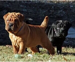 Image of Cocker-Pei breed