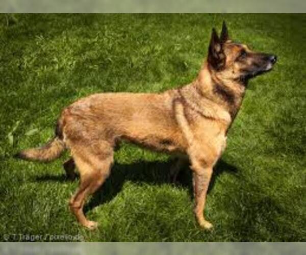 Full screen Photo #2 Belgian Malinois Dog Breed