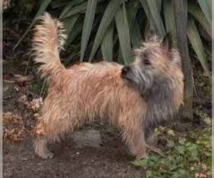 Small #4 Breed Skye Terrier image