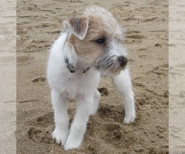 Medium Photo #1 Jacairn Dog Breed