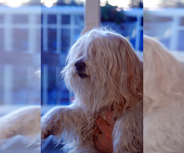 Medium Photo #7 Havanese Dog Breed