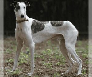 Image of Rampur Greyhound breed