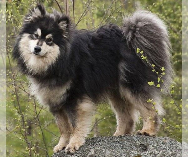 Medium Photo #1 Finnish Lapphund Dog Breed