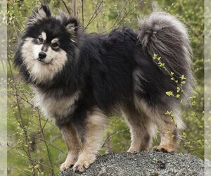Image of Finnish Lapphund breed