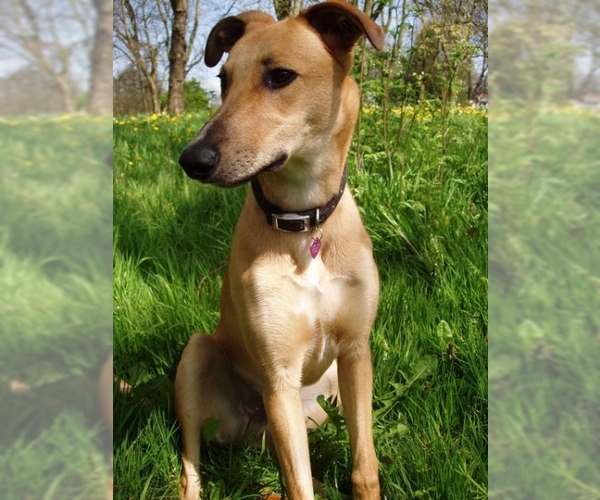 Image of Lurcher Breed