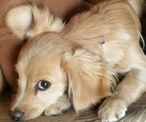 Image of Cockerhuahua breed