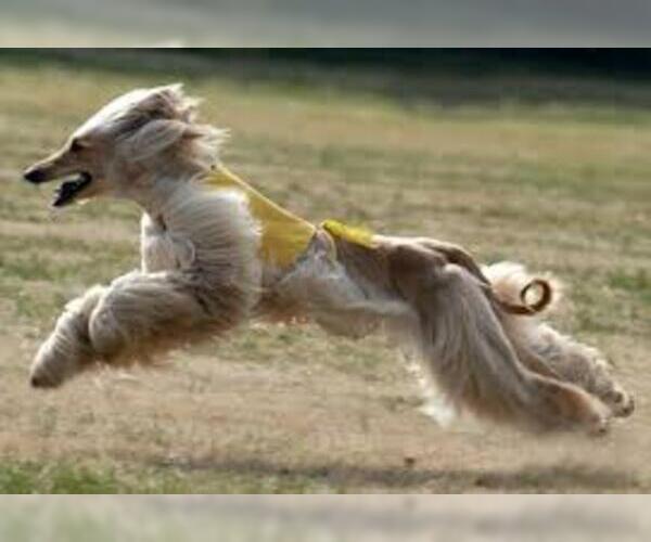 Medium Photo #20 Afghan Hound Dog Breed