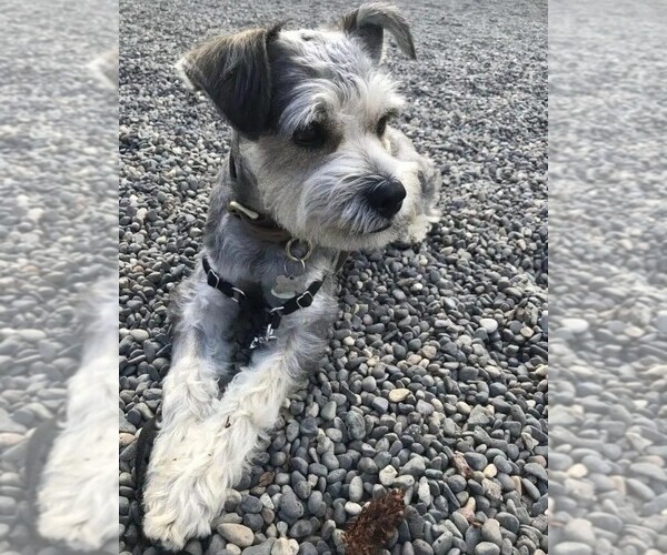 Image (King Schnauzer)