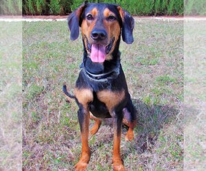 Image of Beagleman breed