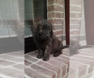 Samll image of Golden Newfie Doodle