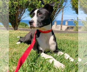 Image of Lab-Rat Terrier breed