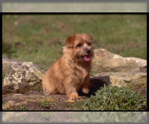 Image of Norfolk Terrier Breed