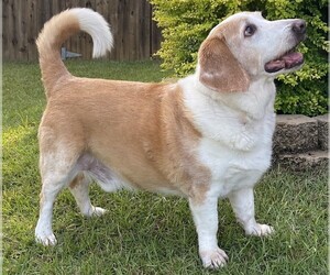 Image of Corgi Basset breed
