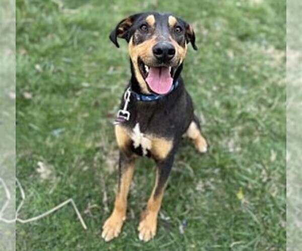 Medium Photo #1 Bluetick Airedale Dog Breed