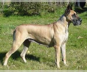 Small #7 Breed Great Dane image