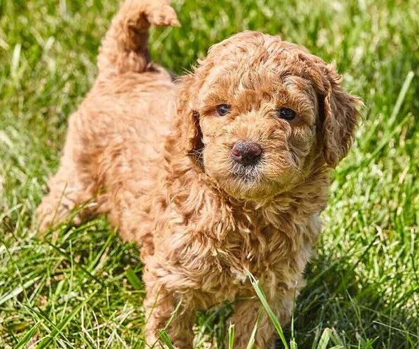 Goldendoodle mix (+ Poodle Miniature)