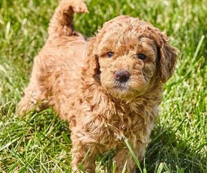 Image of Goldendoodle mix (+ Poodle Miniature) breed