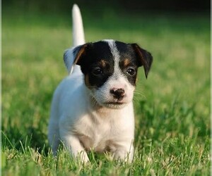 Samll image of Russell Terrier