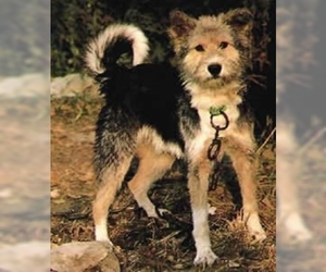 Image of breed Aryan Molossus