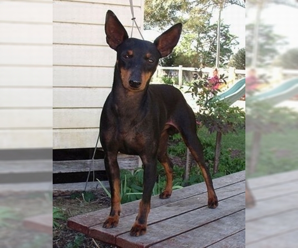 English Toy Terrier Dog Breed Image