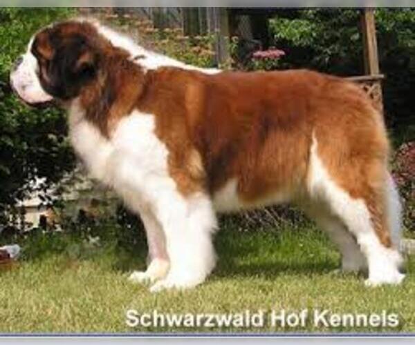 Medium Photo #4 Saint Bernard Dog Breed