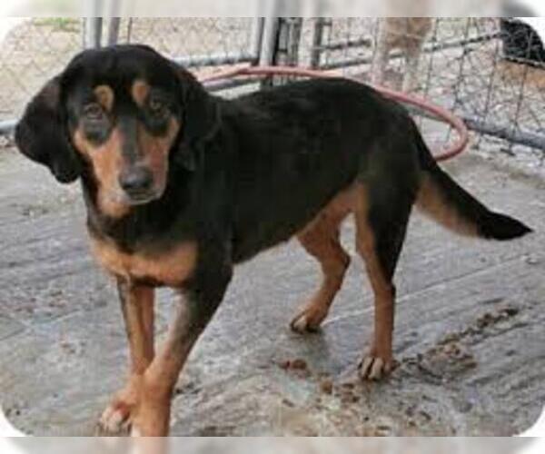 Medium Photo #2 Black and Tan Coonhound Dog Breed