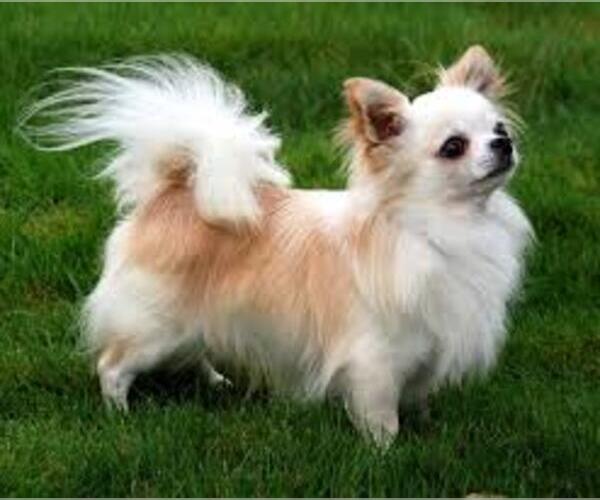 Chihuahua Dog Breed Image