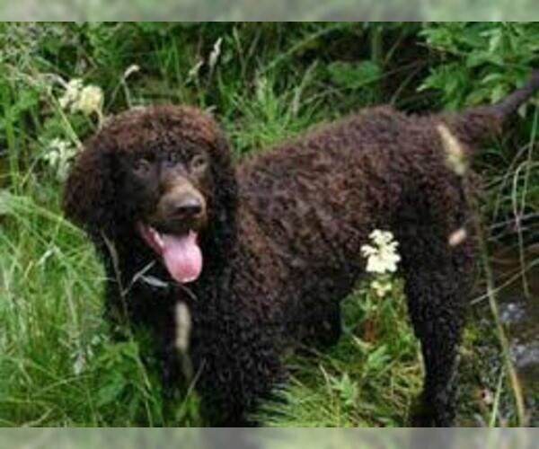 Medium Photo #3 Irish Water Spaniel Dog Breed