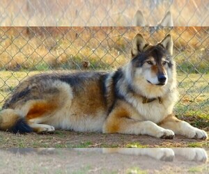 Image of Native American Indian Dog breed